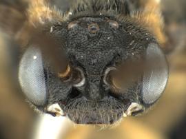   Pseudodineura parva nbsp;male face; photo by Q. Baine, WSDA 
