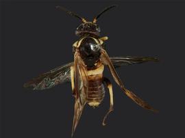   Pseudosiobla excavata nbsp;female dorsal habitus; photo by J. Orr, WSDA 
