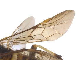   Pseudosiobla excavatanbsp; fore wing; photo by J. Orr, WSDA 
