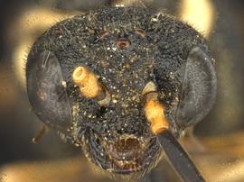   Pseudosiobla excavata nbsp;male face; photo by Q. Baine, WSDA 
