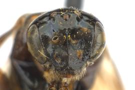   Ptenos texanus  male face; photo by Q. Baine, WSDA 
