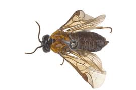   Ptenos texanus  female dorsal habitus; photo by J. Orr, WSDA 
