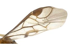   Ptenos texanus  fore wing; photo by J. Orr, WSDA 
