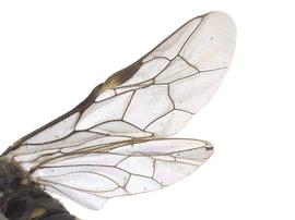   Rhogogaster laterarianbsp; fore wing; photo by J. Orr, WSDA 
