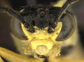   Rhogogaster lateraria nbsp;male face; photo by Q. Baine, WSDA 
