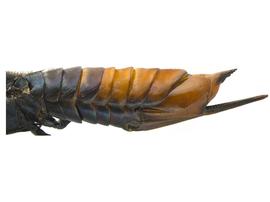   Sirex nigricornis  female pale form abdomen; photo by H. Goulet, CNC 
