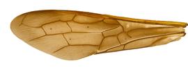   Sirex nigricornis  fore wing; photo by H. Goulet, CNC 
