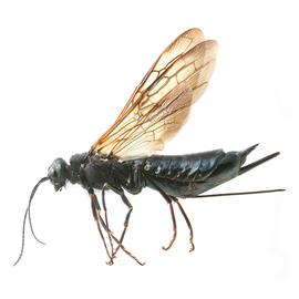   Sirex nigricornis  female dark form lateral habitus; photo by H. Goulet, CNC 
