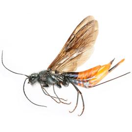   Sirex nigricornis  female pale form lateral habitus; photo by H. Goulet, CNC 
