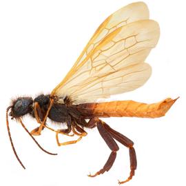   Sirex nigricornis  male pale form lateral habitus; photo by H. Goulet, CNC 
