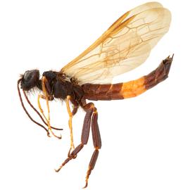   Sirex nigricornis  male dark form lateral habitus; photo by H. Goulet, CNC 
