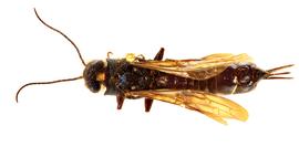  live  Sirex californicus  female dark form; photo by H. Goulet, CNC
