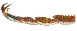   Sirex nigricornis  hind tarsus; photo by H. Goulet, CNC 
