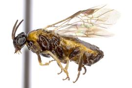   Schizoceralla pilicornis  female lateral habitus; photo by J. Orr, WSDA 
