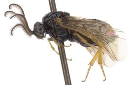   Schizocerella pilicornis  male lateral habitus; photo by J. Orr, WSDA 
