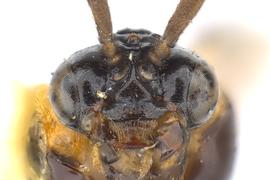   Schizocerella pilicornis  female face; photo by J. Orr, WSDA 
