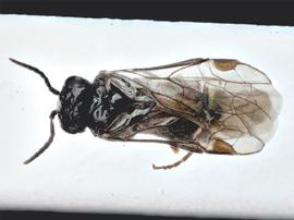   Setabara histrionica nbsp;female dorsal habitus; photo by J. Orr, WSDA 
