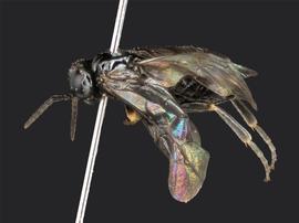   Setabara histrionica nbsp;female lateral habitus; photo by J. Orr, WSDA 
