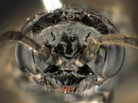   Setabara histrionica nbsp;female face; photo by Q. Baine, WSDA 
