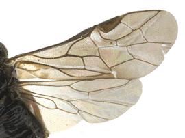   Setabara histrionicanbsp; wings; photo by P. Jones, WSDA 
