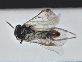   Setabara histrionica nbsp;male dorsal habitus; photo by J. Orr, WSDA 
