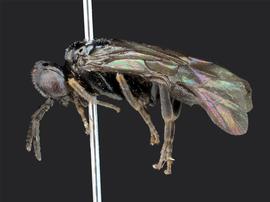   Setabara histrionica nbsp;male lateral habitus; photo by J. Orr, WSDA 
