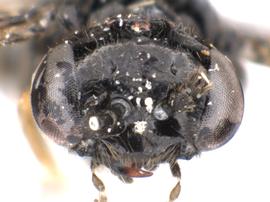   Setabara histrionica nbsp;male face; photo by Q. Baine, WSDA 
