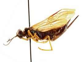   Sirex cyaneus  female lateral habitus; photo by J. Orr, WSDA 
