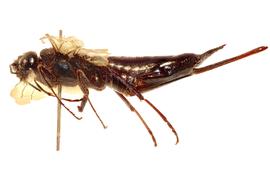   Sirex imperialis  female lateral habitus; photo by J. Orr, WSDA 
