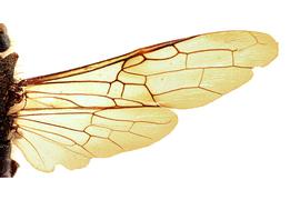   Sirex imperialis  wing; photo by J. Orr, WSDA 
