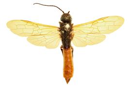   Sirex imperialis  male dorsal habitus; photo by J. Orr, WSDA 
