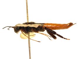   Sirex imperialis  male lateral habitus; photo by J. Orr, WSDA 
