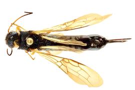   Sirex juvencus  female dorsal habitus; photo by J. Orr, WSDA 
