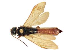   Sirex juvencus  male dorsal habitus; photo by J. Orr, WSDA 

