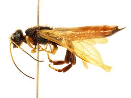   Sirex juvencus  male lateral habitus; photo by J. Orr, WSDA 
