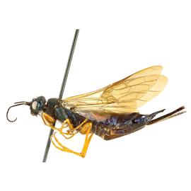   Sirex nitidus  female pale form lateral habitus; photo by H. Goulet, CNC 
