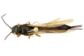   Sirex nitidus  female dorsal habitus; photo by H. Goulet, CNC 
