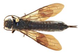   Sirex nitobei  female dorsal habitus; photo by J. Orr, WSDA 

