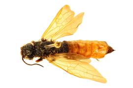   Sirex nitobei  male dorsal habitus; photo by J. Orr, WSDA 
