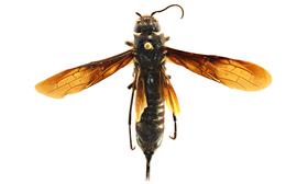   Sirex obesus  female dorsal habitus; photo by J. Orr, WSDA 
