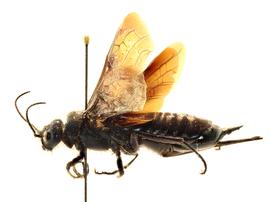   Sirex obesus  female lateral habitus; photo by J. Orr, WSDA 

