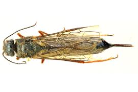   Sirex varipes  female dorsal habitus; photo by J. Orr, WSDA 
