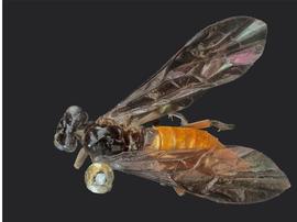   Somanica occua nbsp;female dorsal habitus; photo by J. Orr, WSDA 
