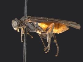   Somanica occua nbsp;female lateral habitus; photo by Q. Baine, WSDA 
