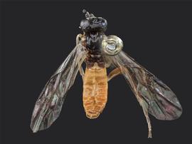   Somanica occua nbsp;male dorsal habitus; photo by J. Orr, WSDA 
