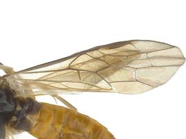   Somanica occuanbsp; fore wing; photo by J. Orr, WSDA 
