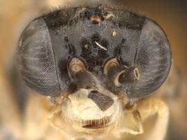   Somanica occua nbsp;male face; photo by Q. Baine, WSDA 
