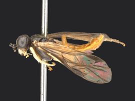   Somanica occua nbsp;male lateral habitus; photo by Q. Baine, WSDA 
