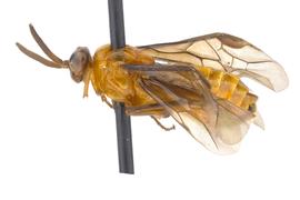   Sphacophilus nbsp;sp. female lateral habitus; photo by J. Orr, WSDA 
