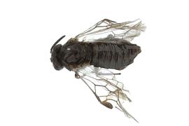   Sterictiphora maura  female dorsal habitus; photo by J. Orr, WSDA 
